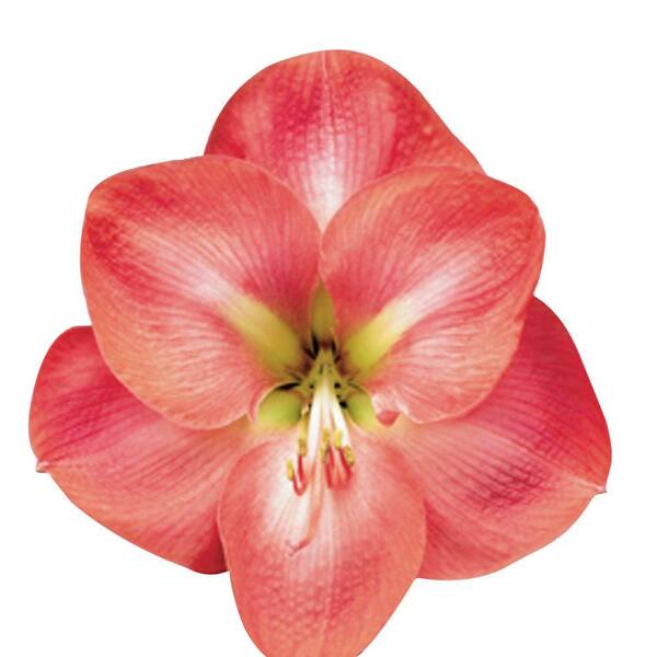 Unbranded Amaryllis Vera Dormant Bulb