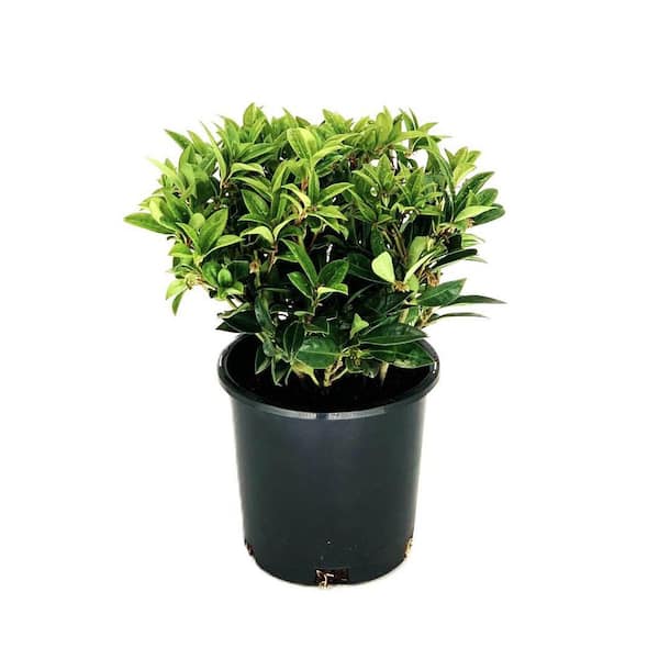 Unbranded 2.5 QT. Fragrant Sweet Box (Sarcococca Ruscifolia) Evergreen Shrub with Fragrant White Flowers 1-Each