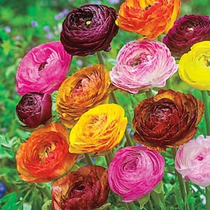 Ranunculus Bulb Mixture (25-Pack)