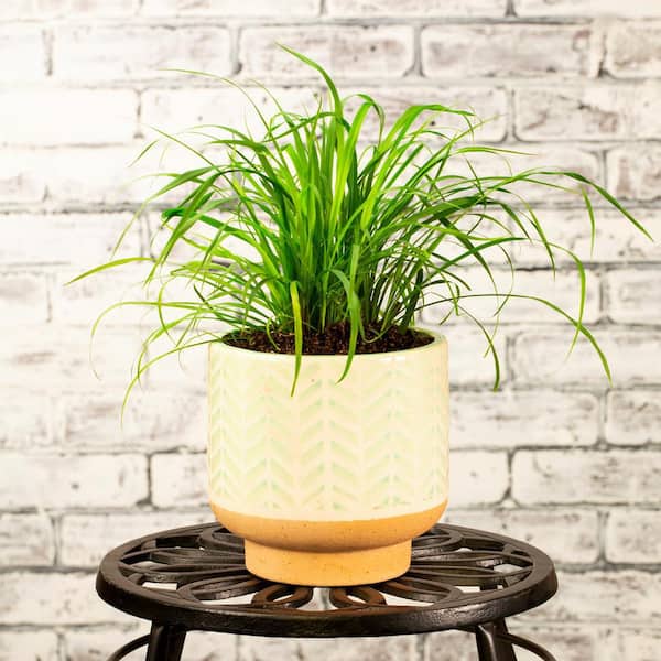 2.5 Qt. Lemon Grass Perennial Plant