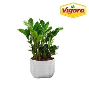 plantです Costa Farms Zamioculcas Zamiifolia ZZ Indoor Plant in 6 in