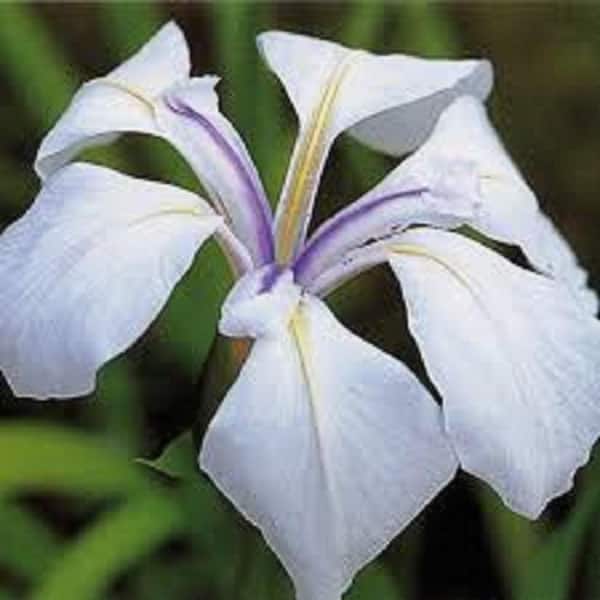 Unbranded Givhandys 4 in. Potted Snowdrift Iris Bog/Marginal Aquatic Pond Plant