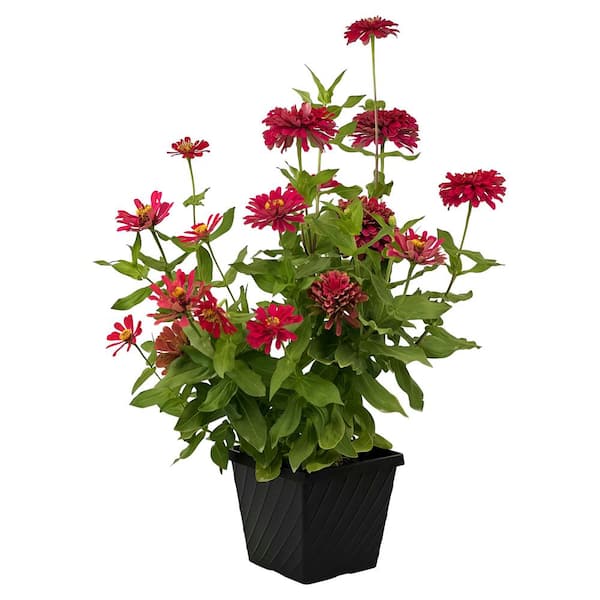 Pure Beauty Farms 3.20 Qt. Zinnia Dreamland Red Flower  in 7.5 in Grower's Pot