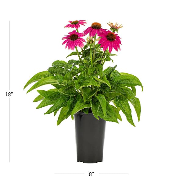 Vigoro 2 Qt. Pow Wow Wilderberry Pink Cone Flower Echinacea