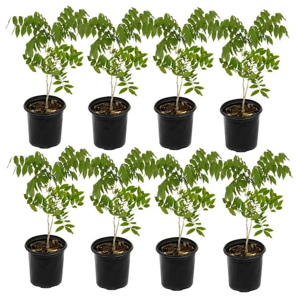 1 gal. Wisteria Amethyst Falls Plant with Purple Flowers (8-Pack)