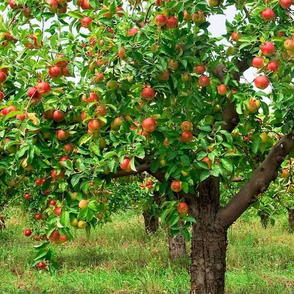 5 Gal. Enterprise Apple Tree APPENT05G - The Home Depot