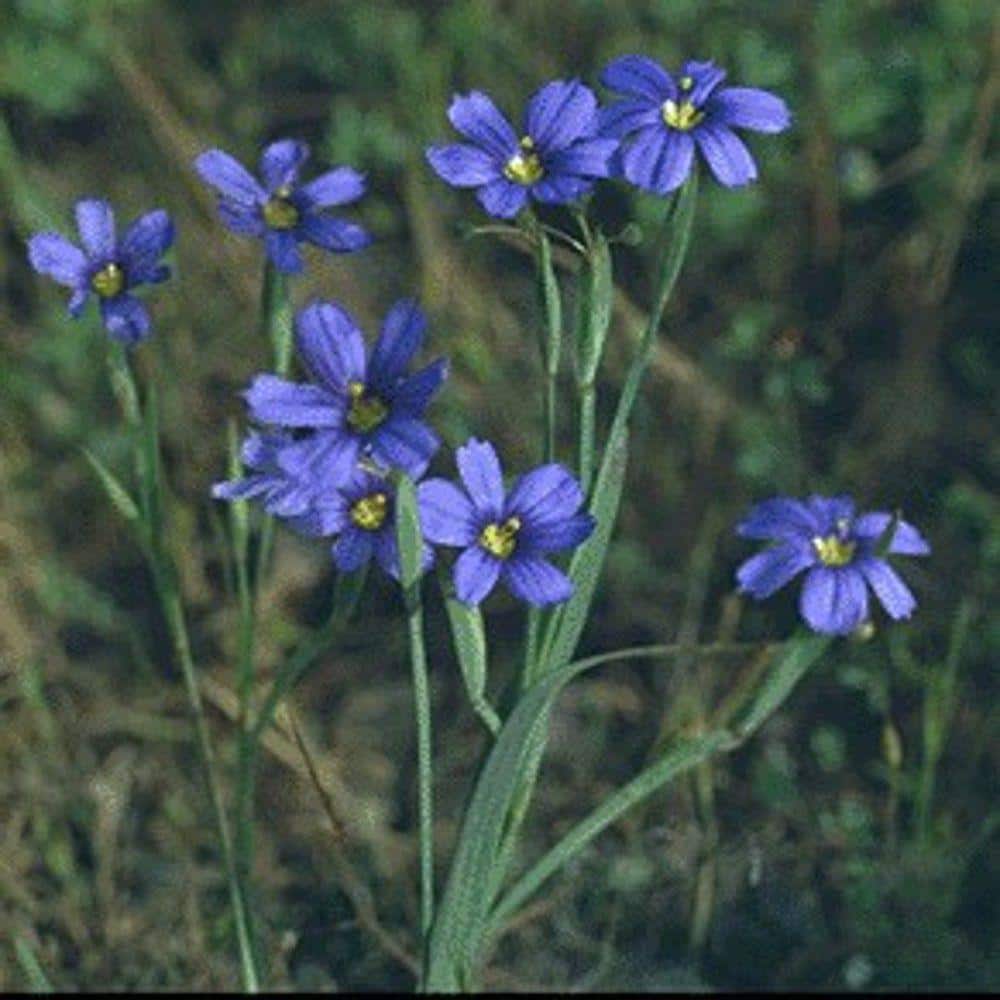 4 in. Blue Eyed Grass Potted Bog/Marginal Pond Plant price history on PriceWatchPro