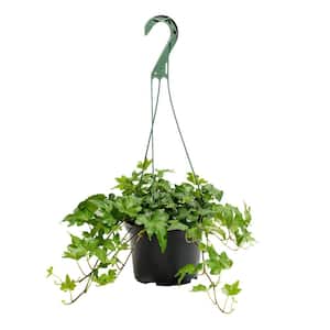 6 in. Green English Ivy (Hedera helix) Plant in Grower Pot