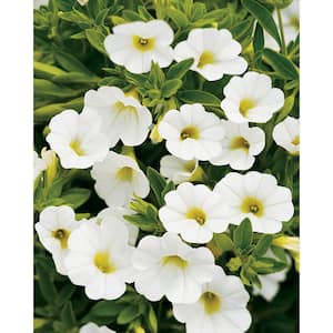 4.25 in. Grande Superbells White (Calibrachoa) Live Plants, White Flowers (4-Pack)