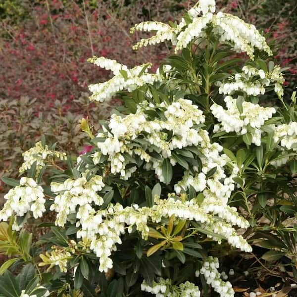 Reviews for SOUTHERN LIVING 2 Gal. Mountain Snow Pieris (Lily of the Valley  Shrub) Evergreen Plant with Clusters of Small Bell-shaped White Blooms | Pg  3 - The Home Depot