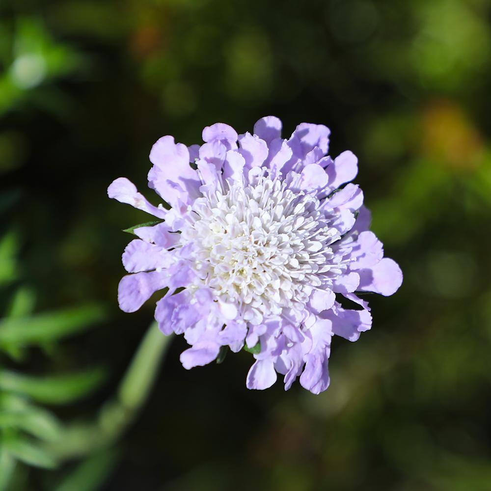 Butterfly Blue Scabiosa Flower in Black Container