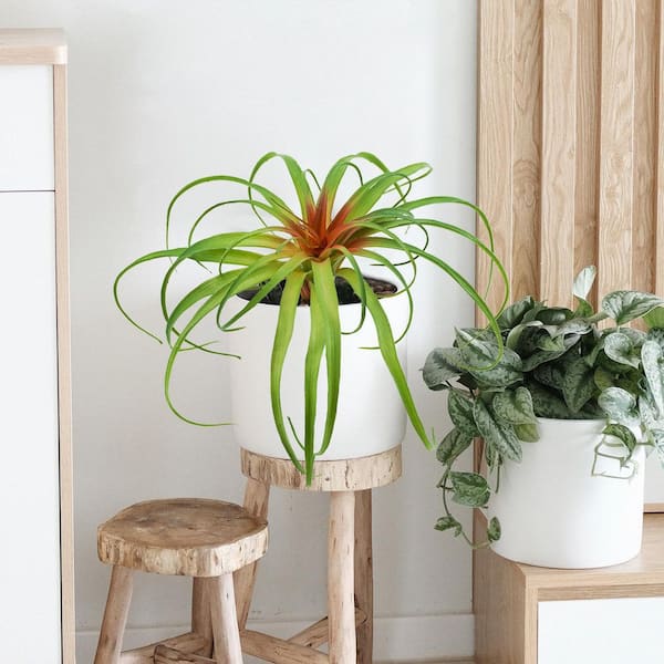 trellis for indoor plants Wood Indoor Plant Trellis (Rectangle) – Lost in the Forrest main image 1