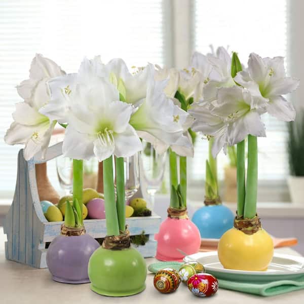 national PLANT NETWORK Easter Collection Multi-Colored Giant Waxed White Blooming Amaryllis Bulbs (5-Pack)