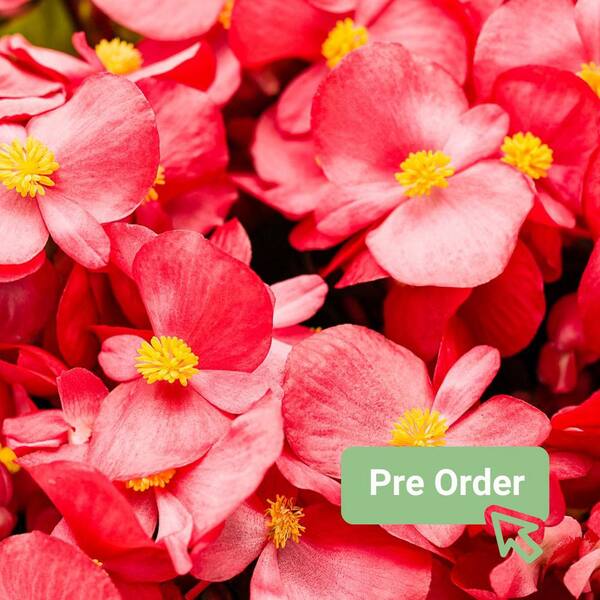 PROVEN WINNERS  in. Eco+Grande, Surefire Red (Begonia) Live Plant, Red  Flowers (4-Pack) BETPRW0027504 - The Home Depot