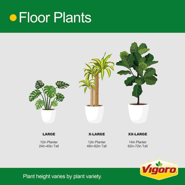 Vigoro Grower's Choice Dracaena Indoor Plant in 10 in. Decor Pot, Avg. Shipping Height 2-3 ft. Tall