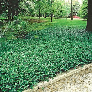 Green Foliage Purple Wintercreeper (Euonymus) Live Bareroot Perennial Groundcover Plants (5-Pack)