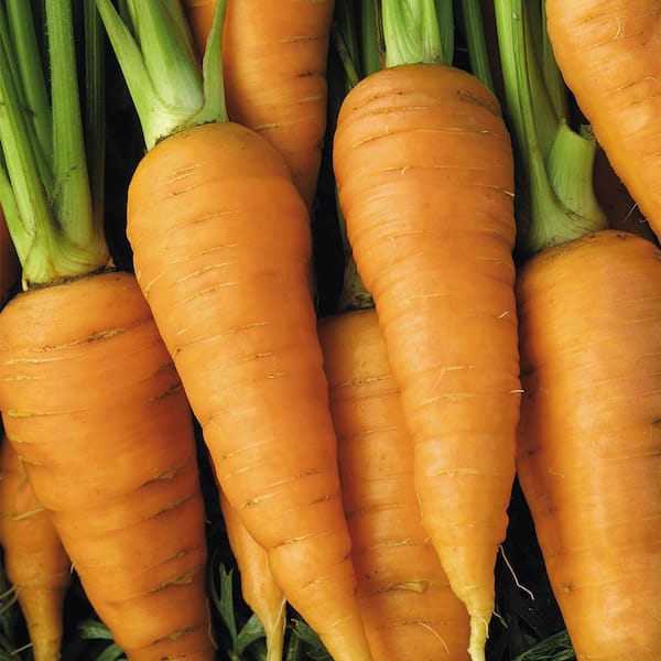 Seeds of Change Organic Red Core Chantenay Carrot Seeds