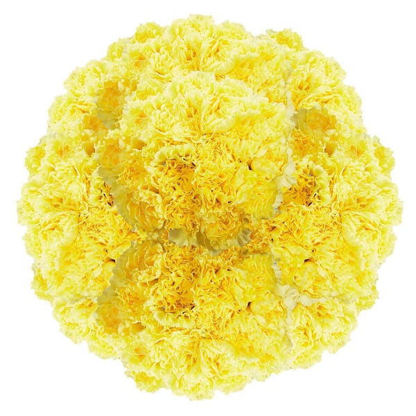 Globalrose 400 Stems of Yellow Carnations- Fresh Flower Delivery
