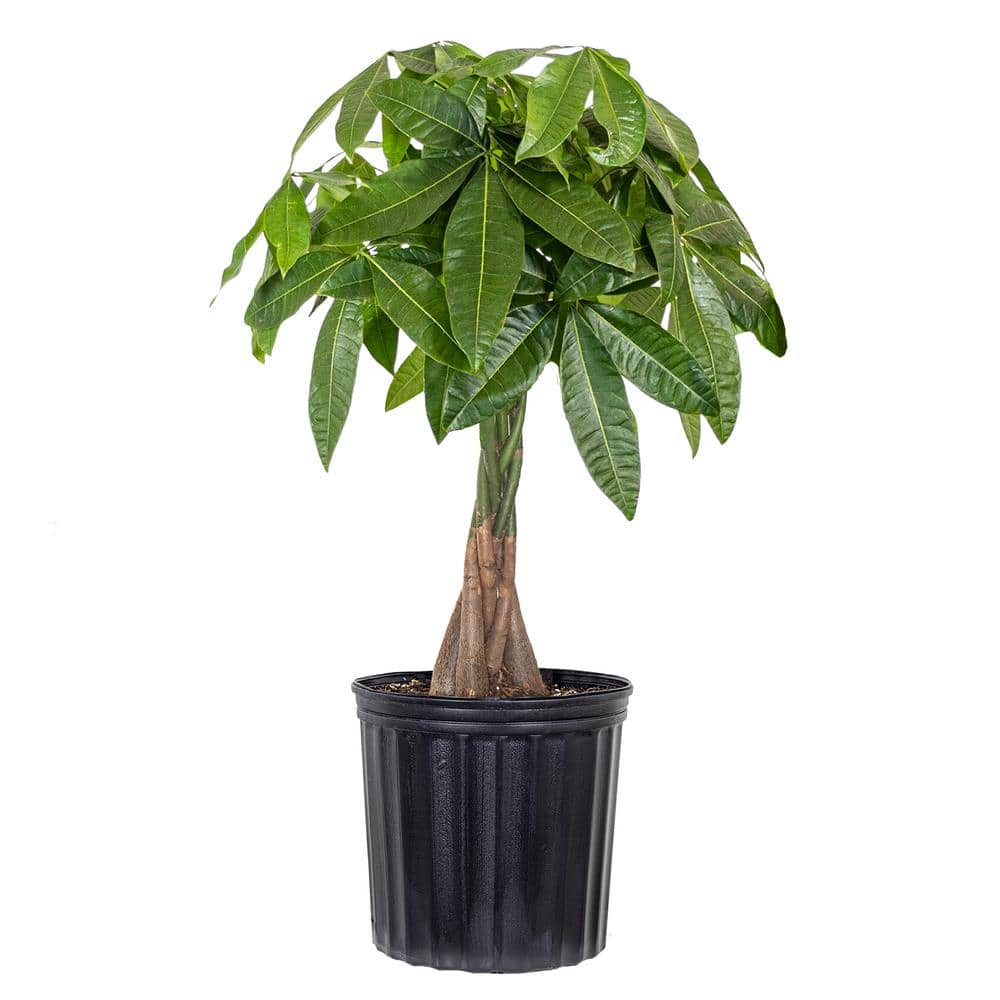plant indoor stand Cocoyard Garden Supply Space-Saving Metal Plant Stand, 26