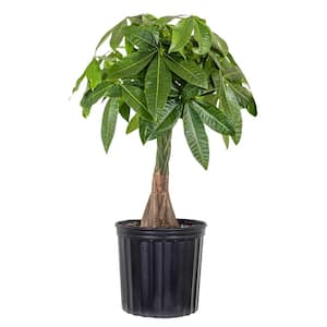 Live Money Tree, Braided Pachira aquatica in 9.25 in. Grower Pot