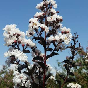 3 Gal. Crystalline Crape Myrtle Flowering Deciduous Tree with White Flowers