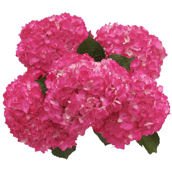 Globalrose 20 Hot Pink Hydrangea Flowers- Fresh Flower Delivery