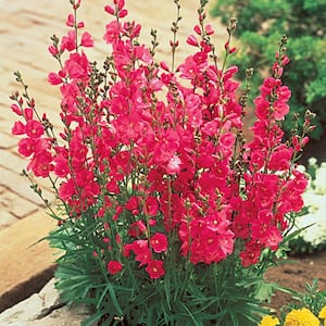 Brillant Miniature Hollyhock (Alcea), Live Bareroot Plant, Rosy Red Flowering Perennial (1-Pack)