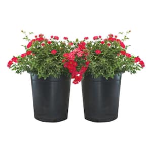 #5 Container Red Groundcover Rose Shrubs (2-pack)