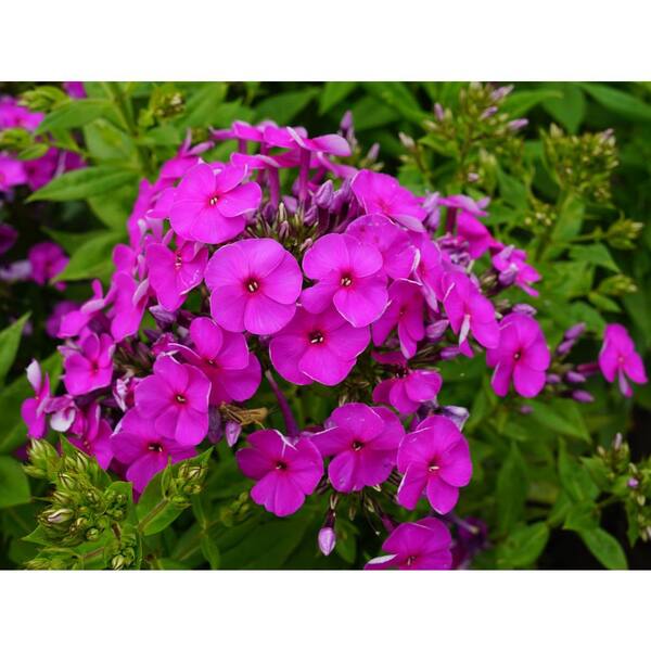 1 Gal. Phlox Paniculata Perennial Plant 19687 - The Home Depot