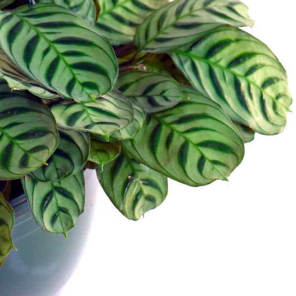 National Plant Network 6 in. Calathea Burle Marx
