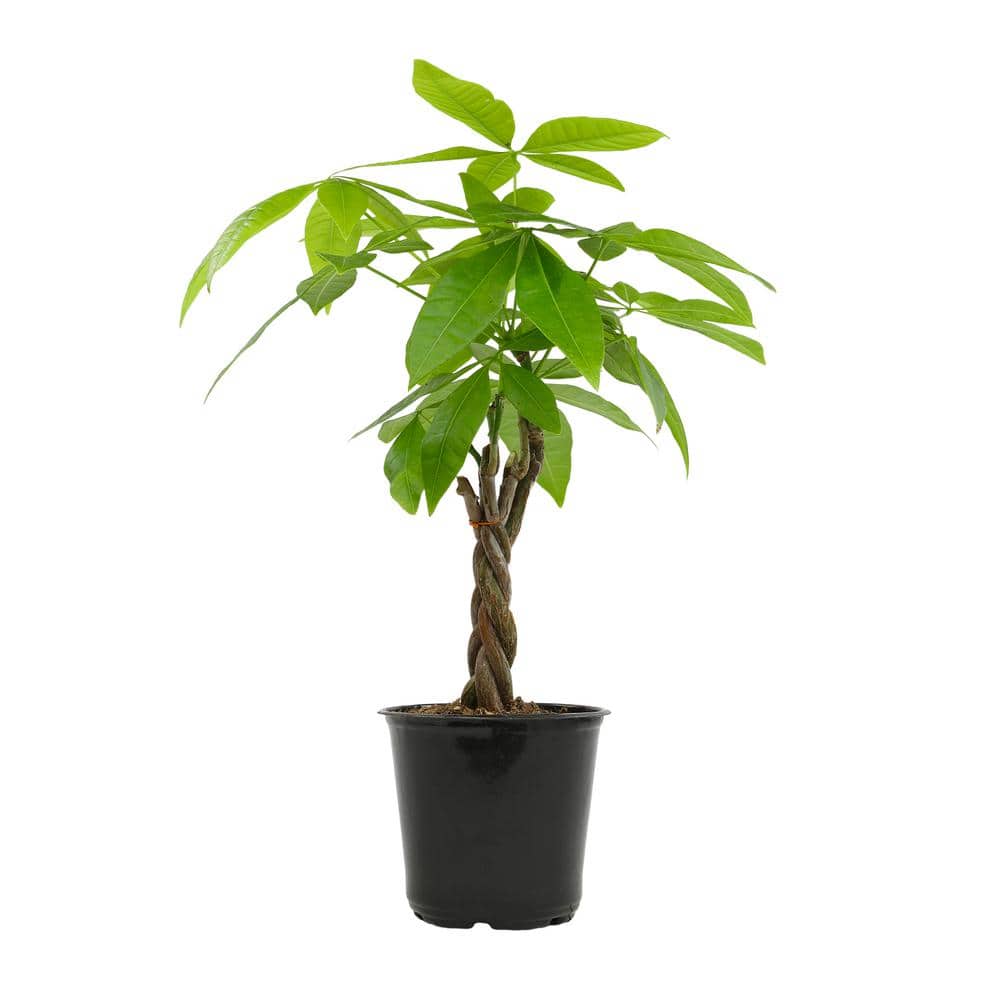 Pachira Aquatica Money Tree in Black Plastic Planter