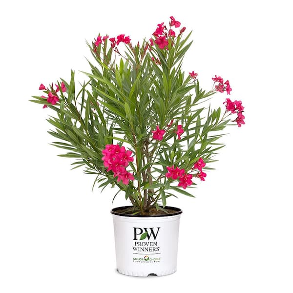 2 Gal. Austin Pretty Limits Oleander Shrub