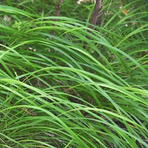 1 Gal. Berkeley Sedge Ornamental Grass (4-pack)