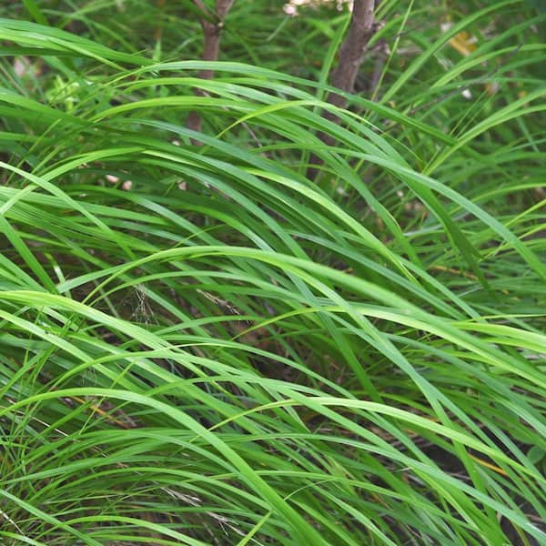 Alder & Oak 1 Gal. Berkeley Sedge Ornamental Grass (4-pack)
