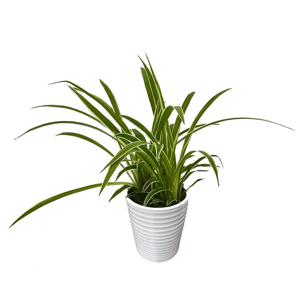 LEAFJOY Urban Arches Pixie Punk Spider Plant Indoor Plant in 3.5