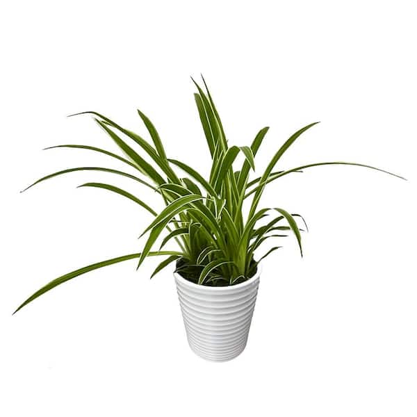 Urban Arches Pixie Punk Spider Plant Indoor Plant in 3.5 in. White Ceramic Container