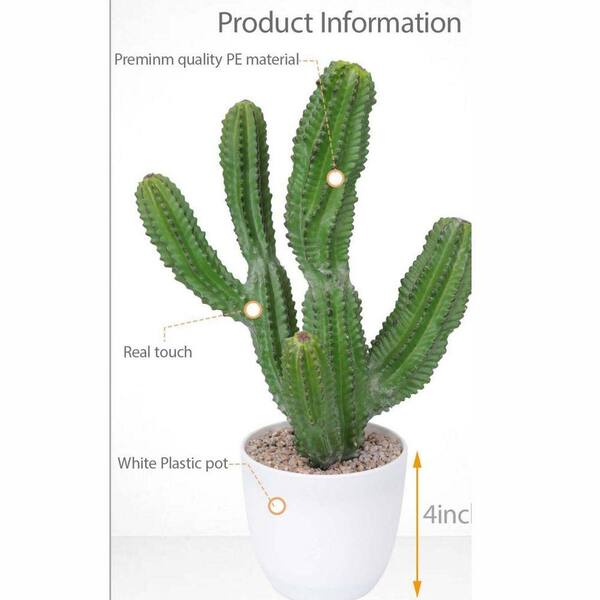 cactus marmelade kaufen Kaktusfeige kaufen | Exotisch & saftig main image 0