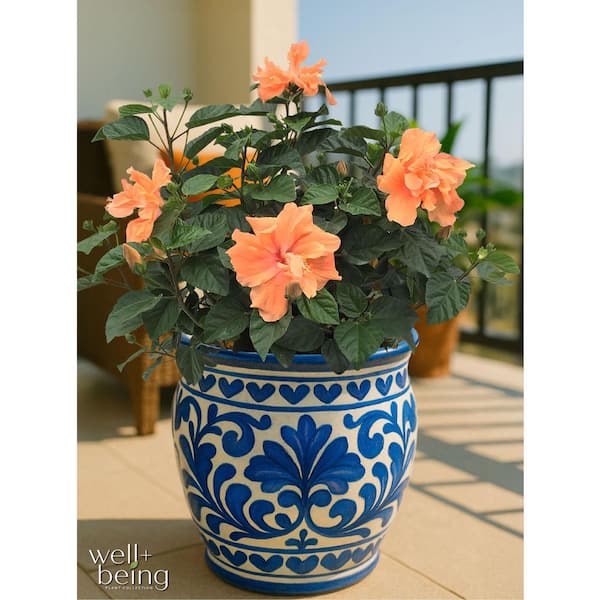 NATURE'S WAY FARMS 2 Gal. Double Hibiscus Tropical Flowering Shrub
