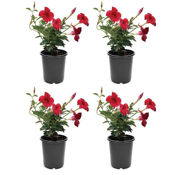 Vigoro 2.5 Qt. Crown of Thorns Plant Red Flowers in 6.33 In