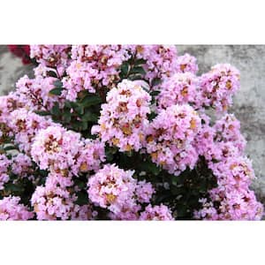 2 Gal. Pink Pig Crape Myrtle Mid Size Live Shrub (Lagerstroemia) with Soft Pink Flowers, Decidous