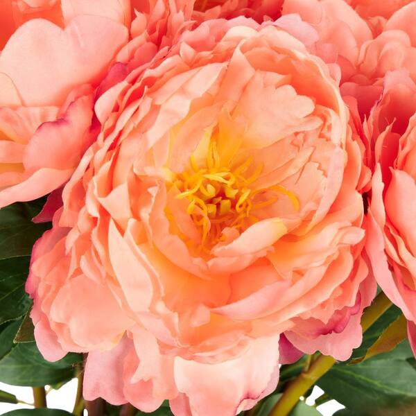 ✳︎peony✳︎ VAN ZYVERDEN Yellow Itoh Peony Prairie Charm Root 83488