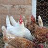 chicken-wire-pfrf3624wp-44.5