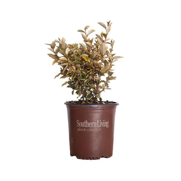 SOUTHERN LIVING 2 Gal. Shrub, - Live Depot Variegated Home and Elaeagnus, Foliage Green The 14192 Martini Evergreen Olive Gold
