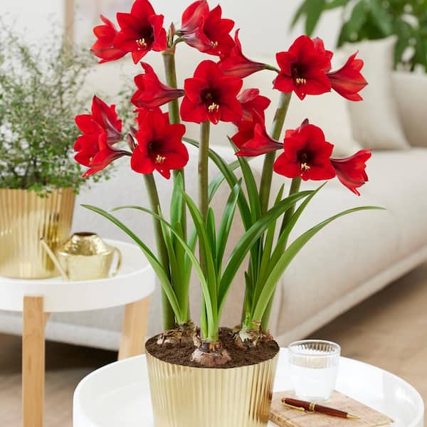VAN ZYVERDEN Holiday Amaryllis Kit Rapido with 5 in. Fluted Iron Faux ...