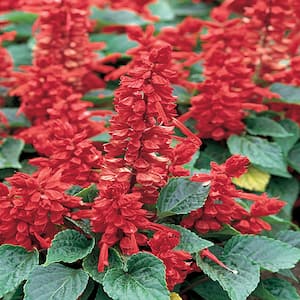 4.5 in. Red Salvia Sage Plant