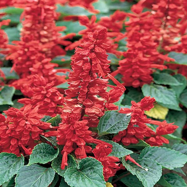 Costa Farms 1.25-Pint Red Sage Plant