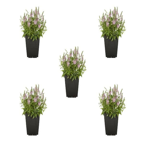 METROLINA GREENHOUSES 1 qt. Veronica Giles Van Hees Perennial Plant (5-Pack)