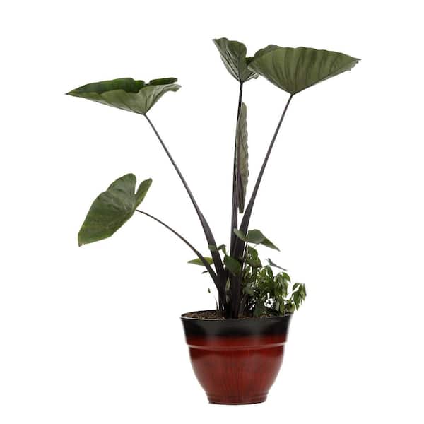 PROVEN WINNERS 1 Gal. Royale. 'Coffee Cups' Live Annual Plant, Green  Foliage (1-Pack) CLCPRW1037100 - The Home Depot