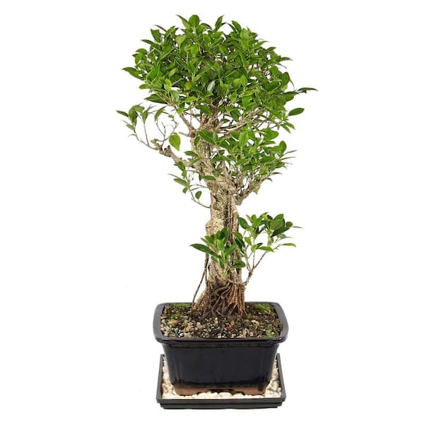 brussel's BONSAI Golden Gate Ficus Bonsai Tree Indoor Plant in Ceramic  Bonsai Pot Container, 10 Years Old, 16 to 20 in. CT-3004GGF - The Home Depot