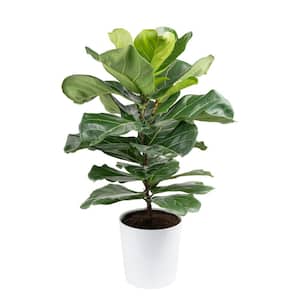 10 in. Fiddle Leaf Fig Indoor Plant in White Planter, Avg. Shipping Height 2-3 ft. Tall